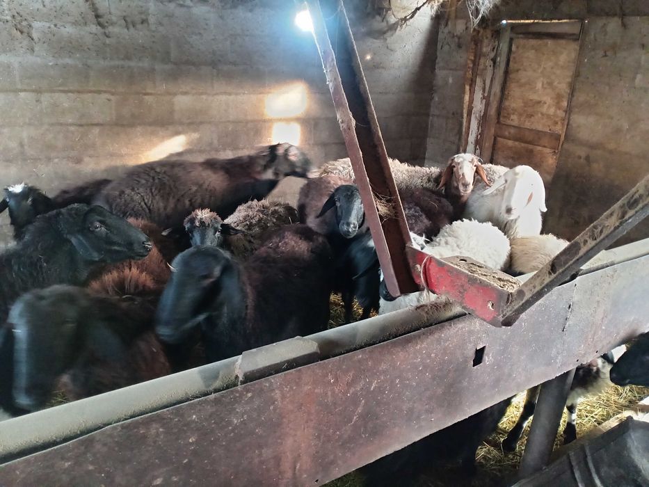 Қой бараны тоқты