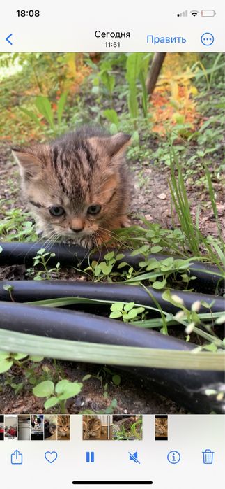 Котят в добрые руки