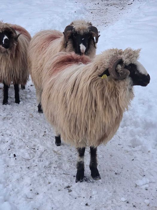 Vând berbecuți breji