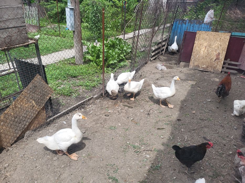Қаз сатам Продам гуси