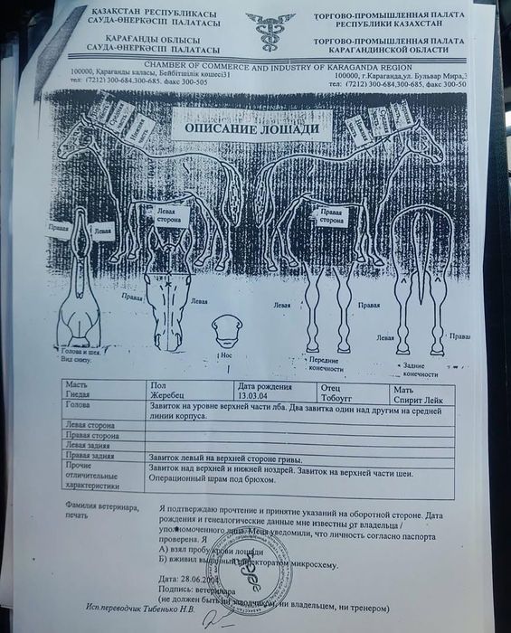 Предлагаем к случке жеребец