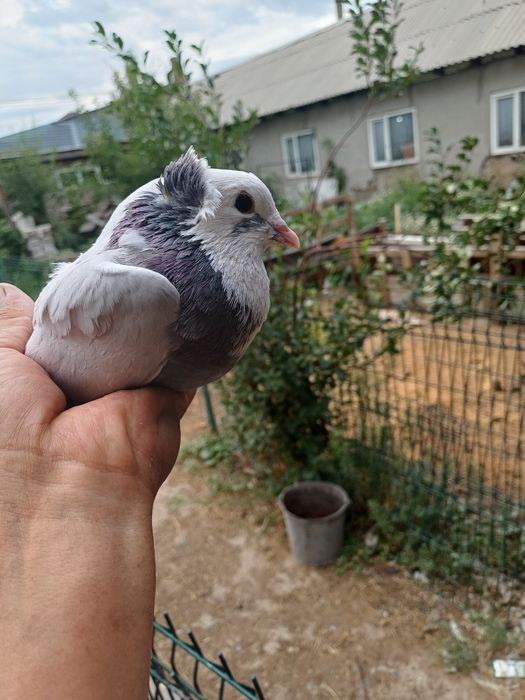 Голуб  отдам бесплатно