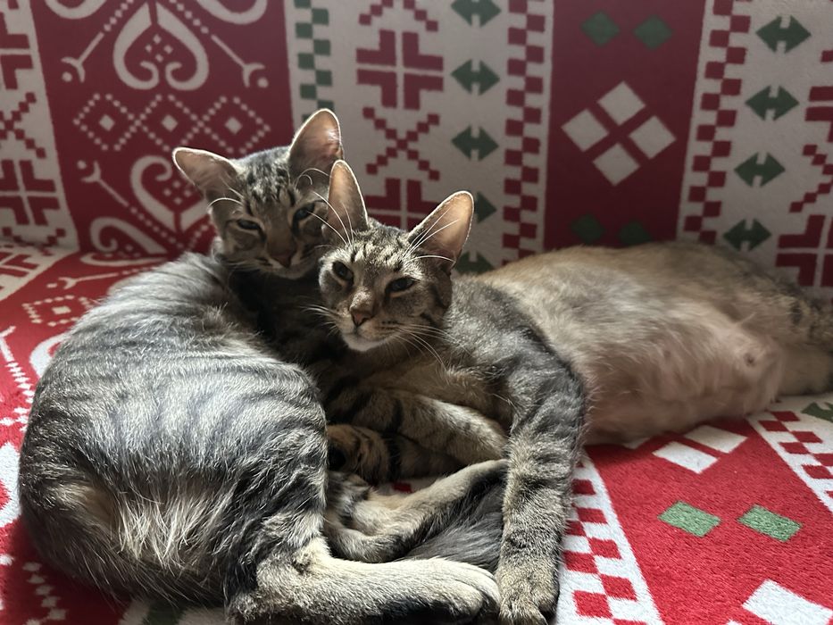 Donez 2 pisicute care au crescut impreuna si care sunt foarte energice