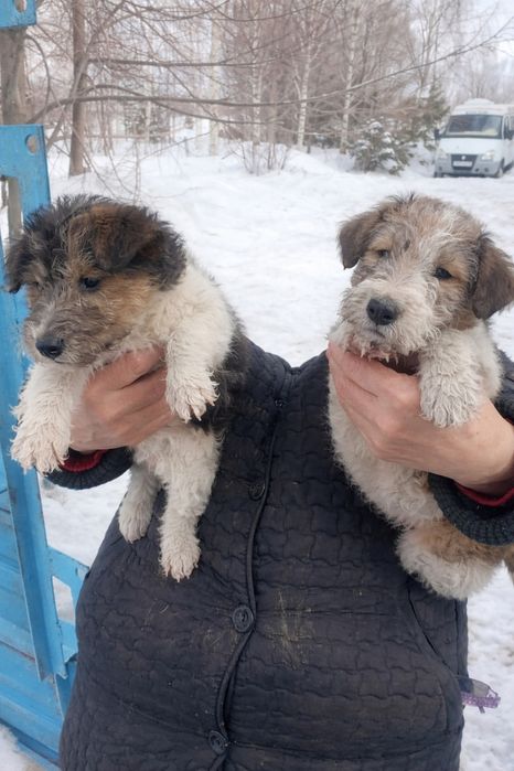 Продам щенков фокстерер