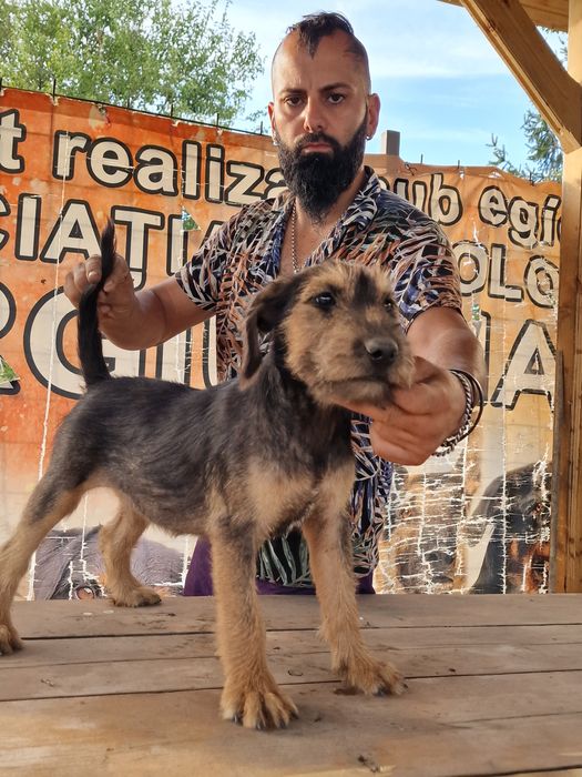 Kamikaze Terrier sobolani, Pedigree