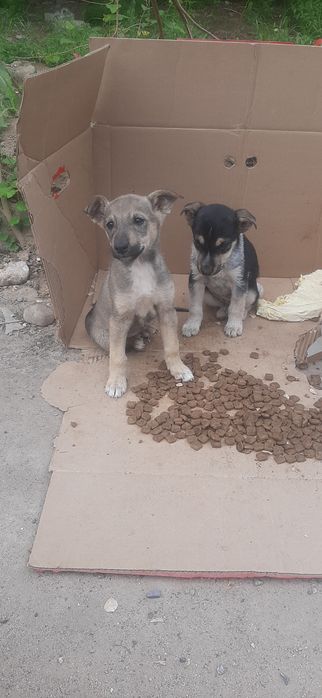 Щенята в добрые руки