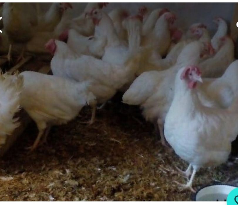 Продам кур несушек