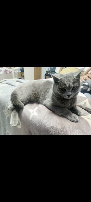 Кошка паслушни биритански