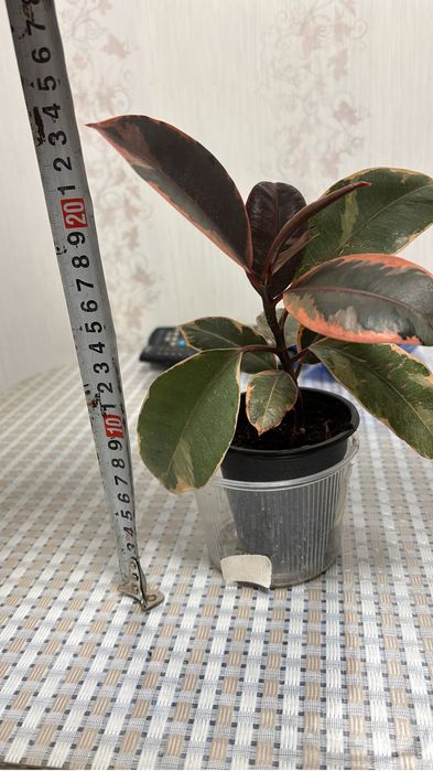 Продам Комнатные цветы