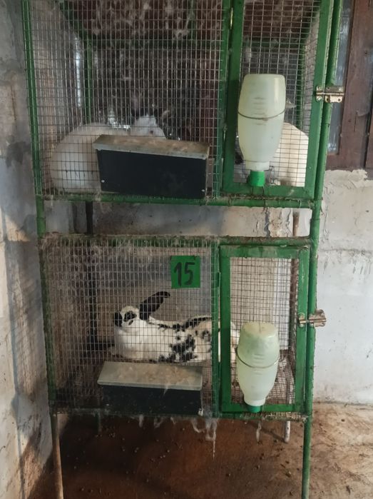 Продавам зайци намират се в Враца