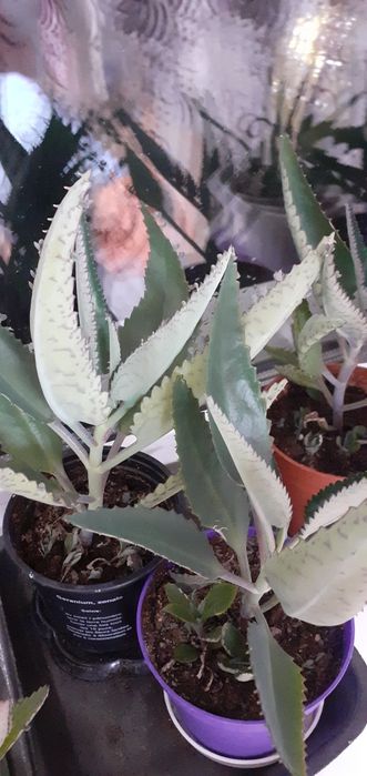 Каланхоэ лечебный