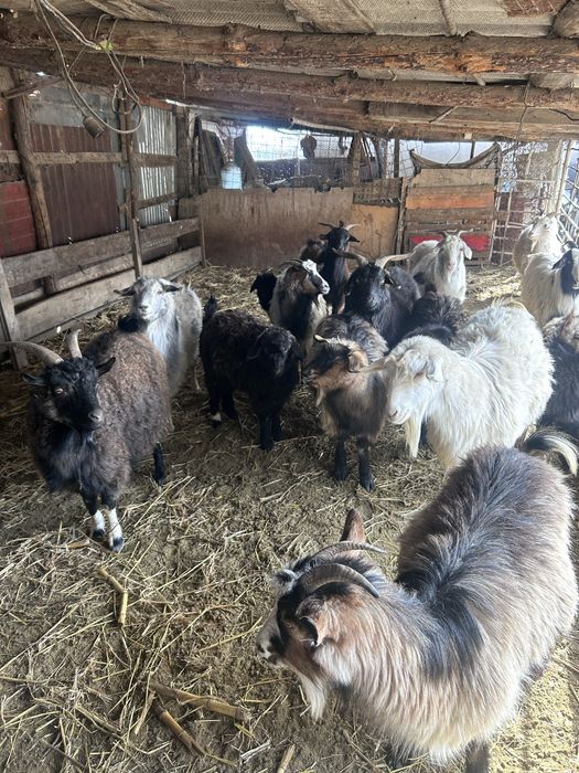 Буаз ешкылер сатылады 10 бастаи