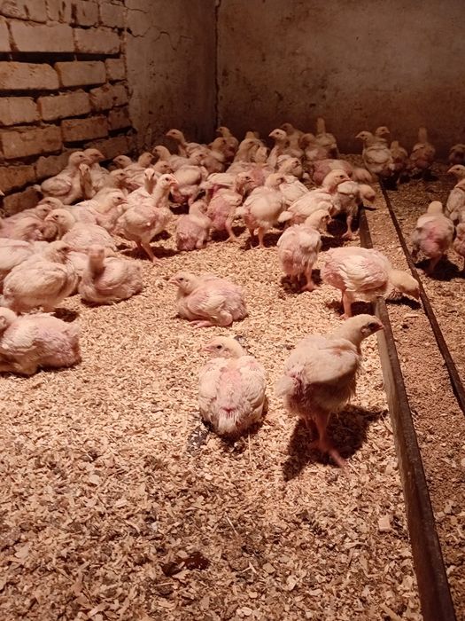 Продаётся цыплят бройлеры