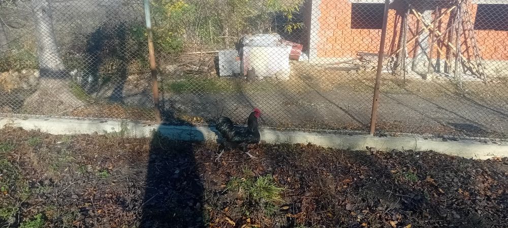 Cocoși australorp negru și australorp