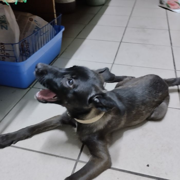 Отдам в добрые руки