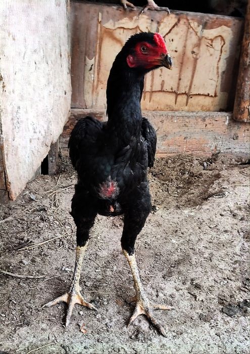 Бойцовый дакан шамо