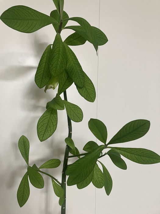 Plante apartament Monstera, cactusi, Kalanchoe, planta cauciuc, ficus Benjamina