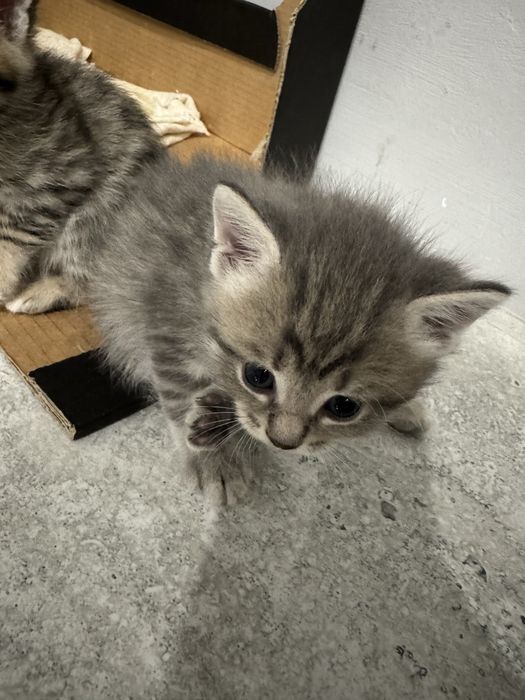 Отдам котят бесплатно
