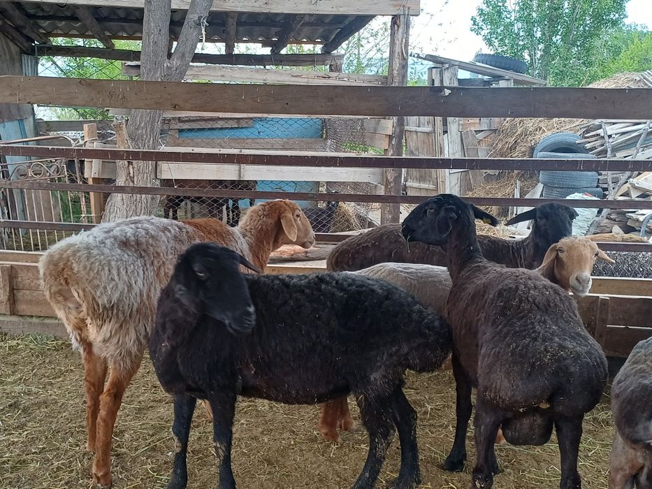 Семіз саулықтар сатылады