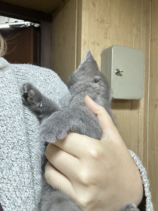 Отдам котенка девочка
