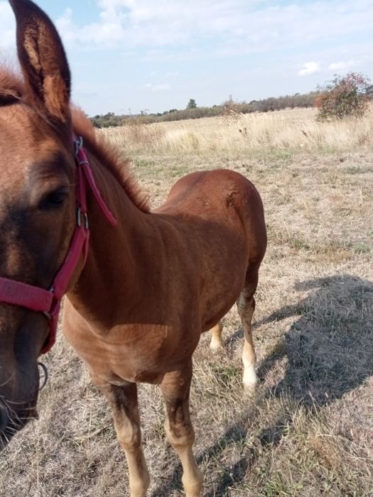 Mânz de vânzare de