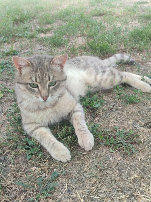 Подаряваме котета