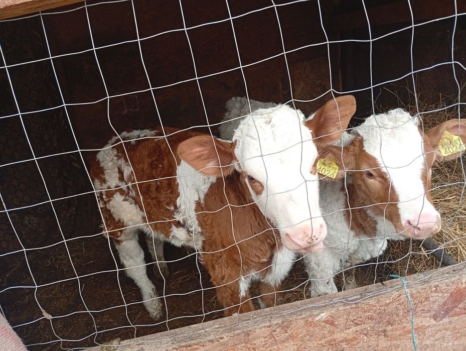 De vânzare 13 tăurași și 6 vitele