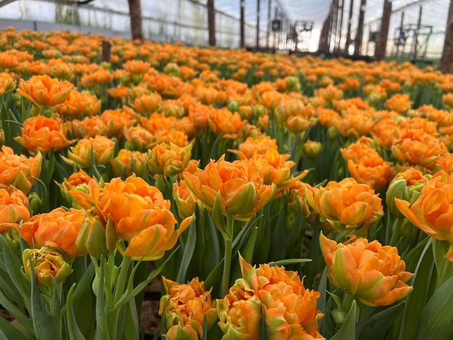 Премиальные беллорусские тюльпаны