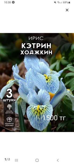 Продам семена и луковицы цветов