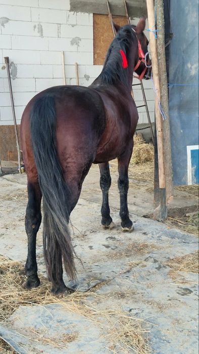 Cal disponibil   în vârstă  de 8 ani