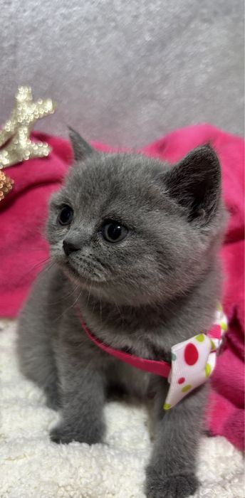 Pisică British Shorthair de 8 săptămâni, deparazitată și vaccinată