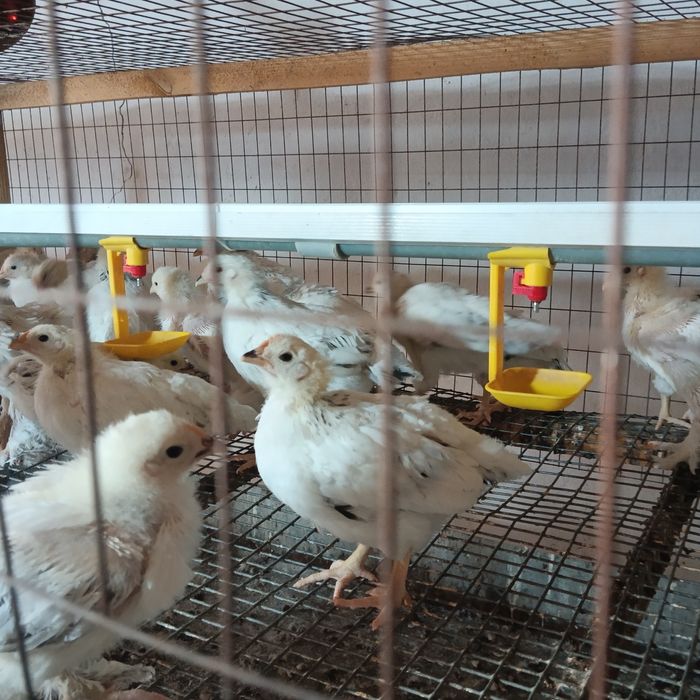 "Адлерская"-цыплята