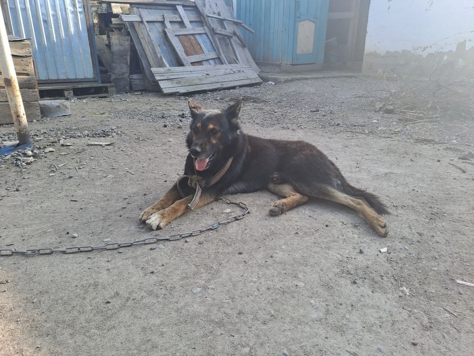 Европейская овчарка 3 год