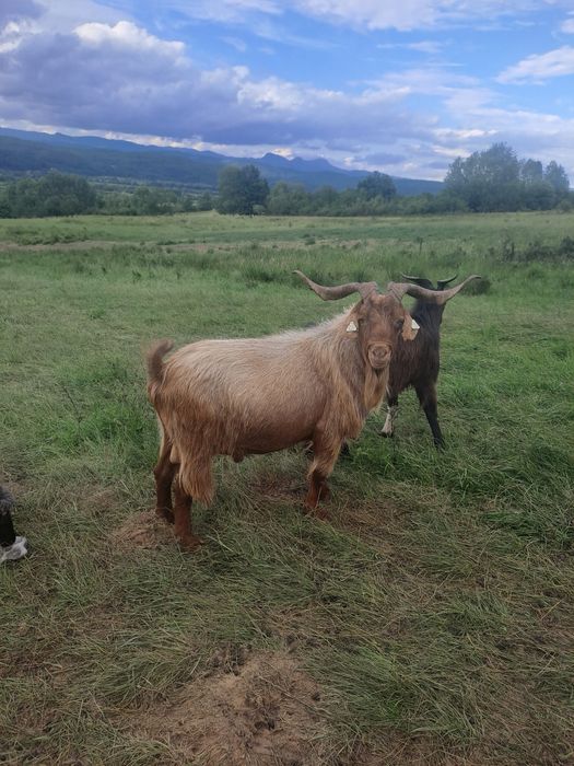 Vând 4 țapi pt montă