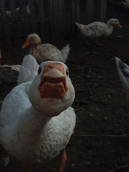 Продам гусей   .