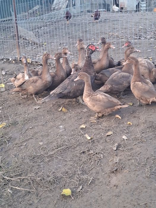 Rate mute, trimit în țară