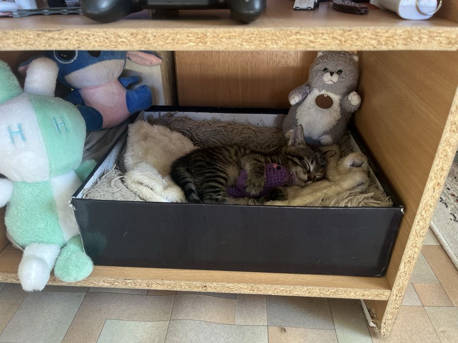 котенок в добрые руки