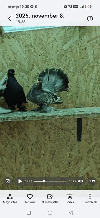 Porumbei roller de cluj