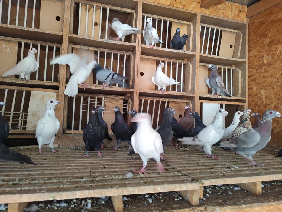 Porumbei Dragon englez vand