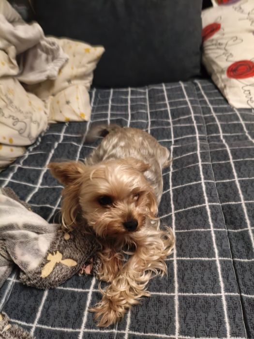 Йоркширский терьер