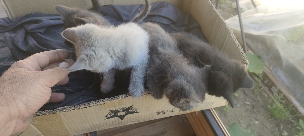 Отдам котят в хорошие руки