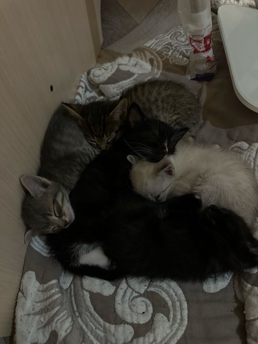 Отдам котят бесплатно