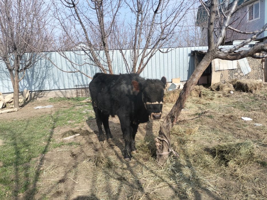 Бука сатылады парода швет