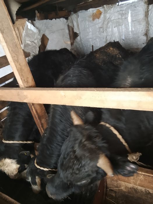 Продам бычков хороших