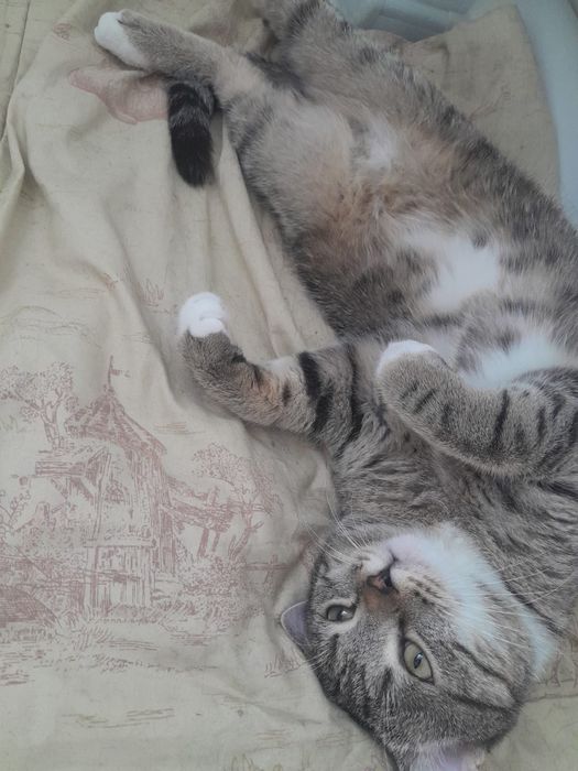 Отдам кота в добрые руки