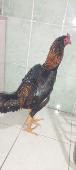 Dakan Xoʻroz sotiladi