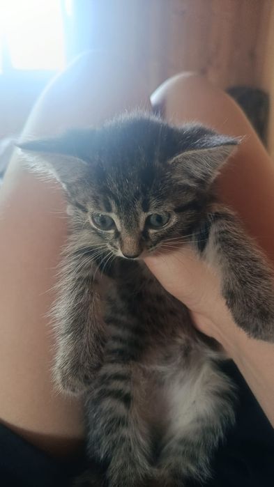 Отдам котят даром