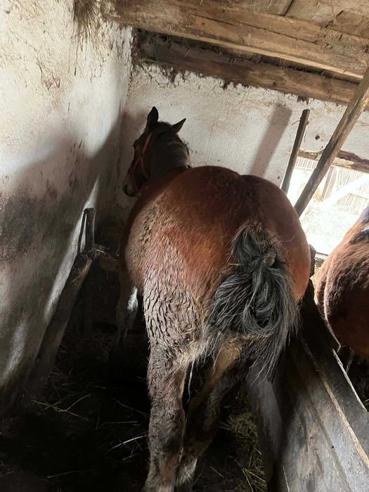 Schimb un cal de 6ani si un manz de 11 luni