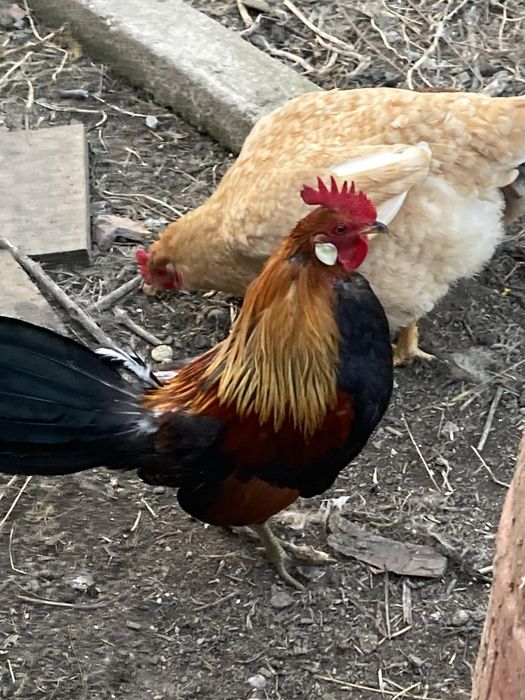 Avem disponibili cocoșei din rasa Phoenix