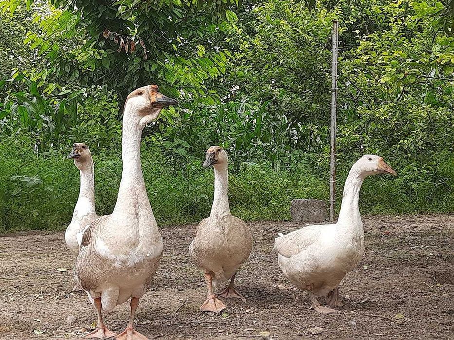 G`ozlar sotiladi 4 dona